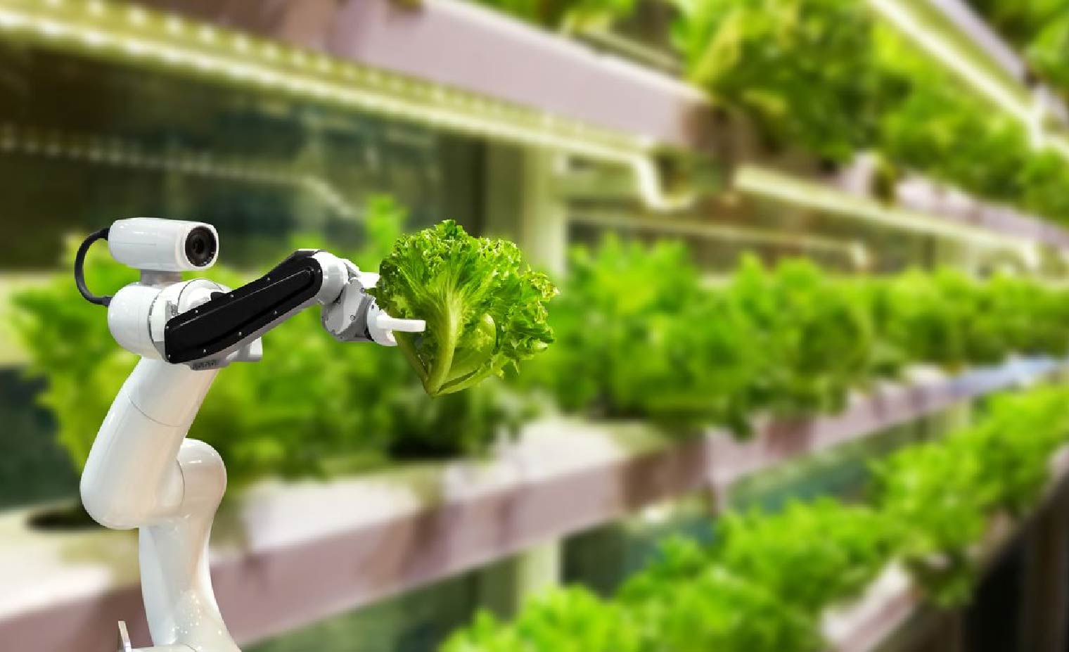Ngành nông nghiệp đang được tái định hình nhờ robot AI, giúp người nông dân giảm sức lao động
