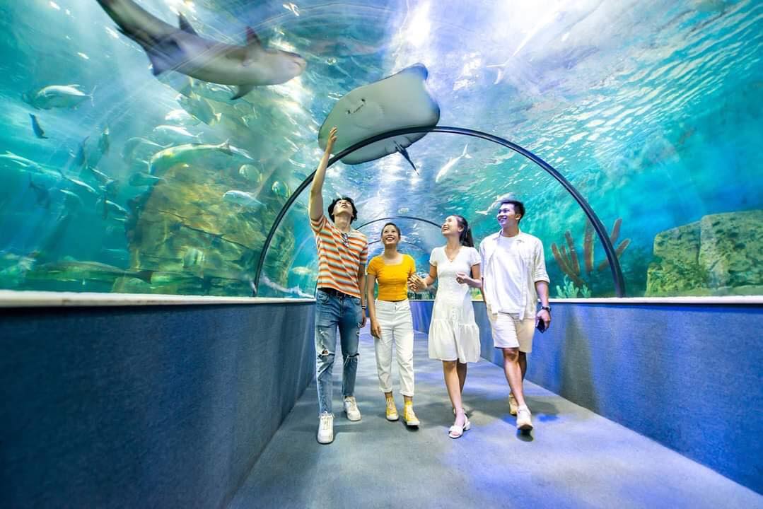 đường hầm thủy cung Vinpearl Aquarium với hàng nghìn sinh vật biển bơi lượn ngay trên đầu