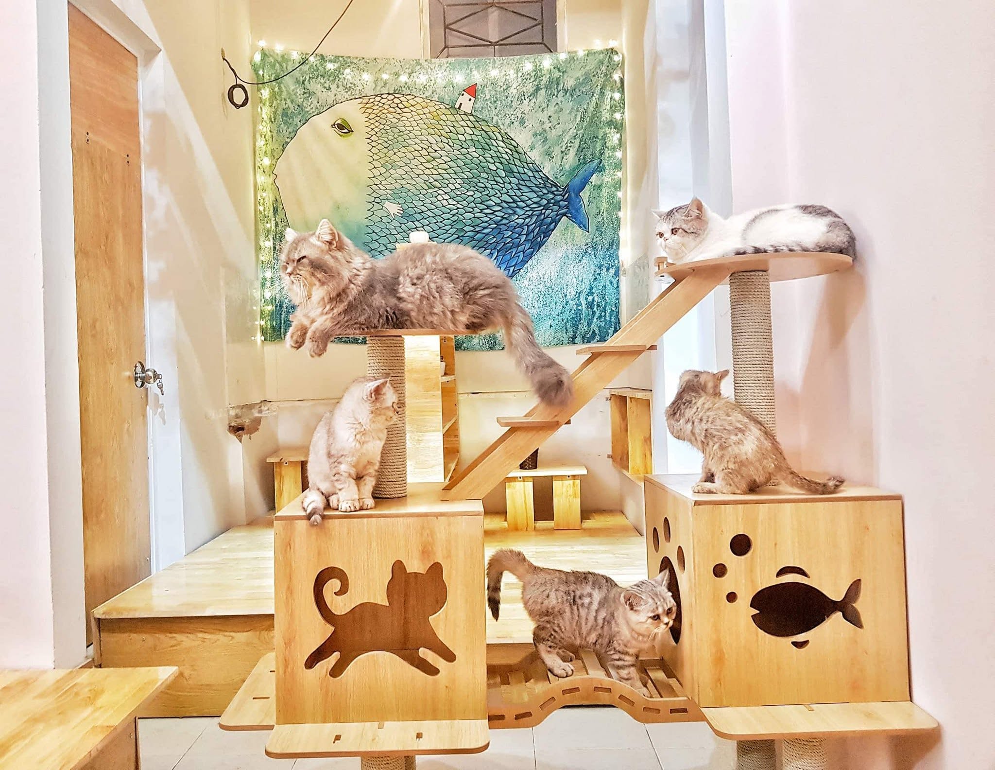 Meo's House Café gây ấn tượng bởi không gian nhỏ xinh, nhiều mèo thân thiện và bầu không khí gần gũi. 