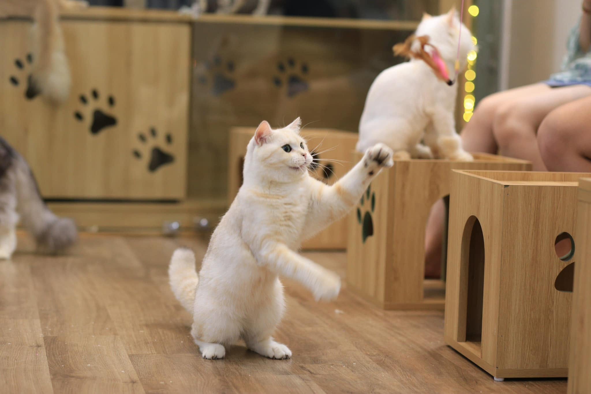 Meowtopia vừa là quán cà phê vừa là khách sạn và spa dành cho thú cưng. Không gian rộng, nhiều góc sống ảo cùng những bé mèo rất dạn người