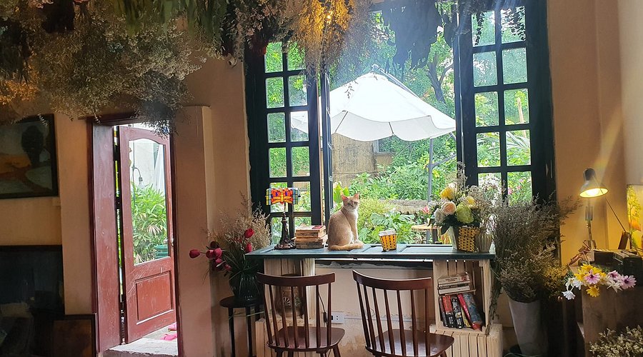 Oleoleo Coffee & Cats là một trong những quán cà phê mèo được nhiều "con sen" yêu thích
