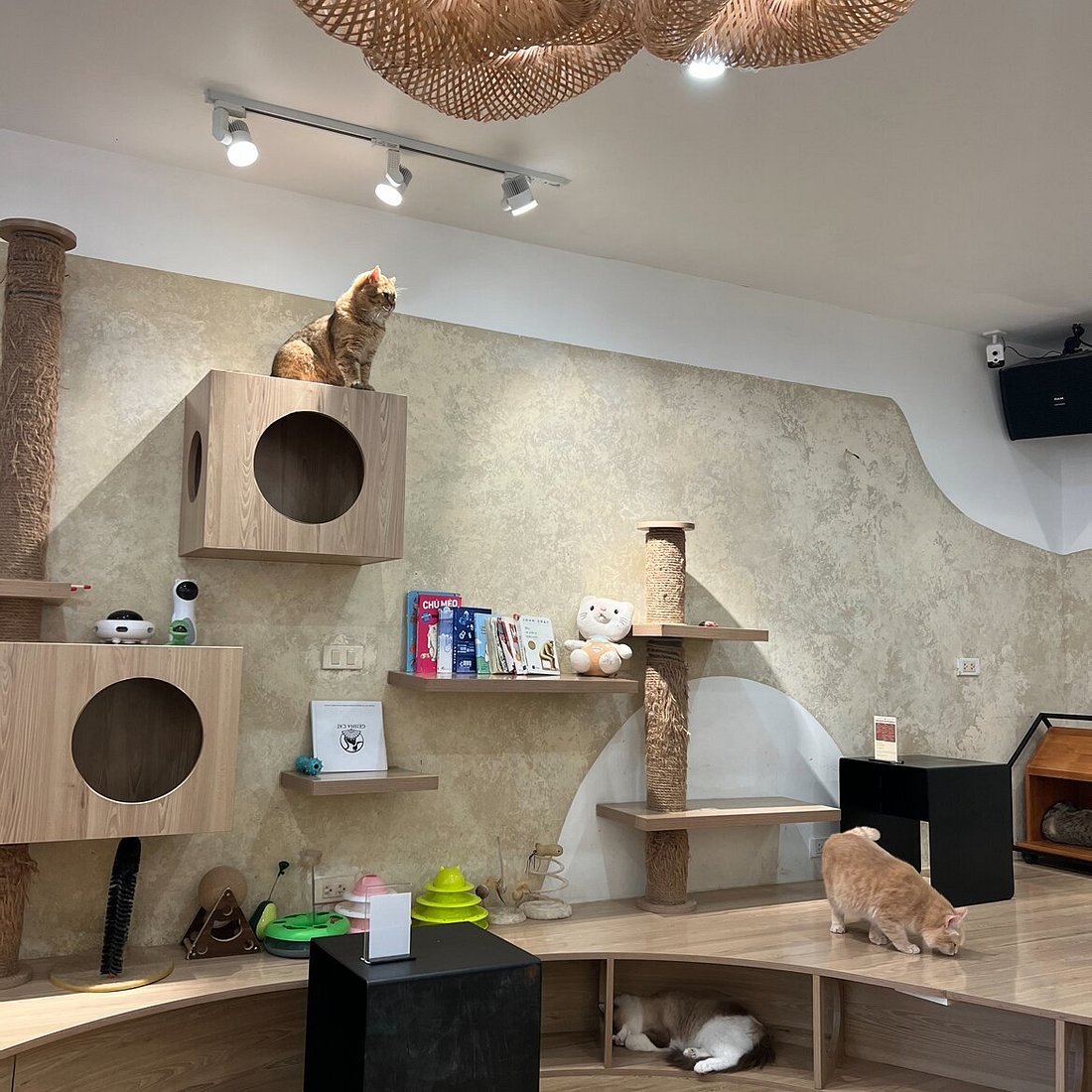 Geisha Cat Cafe sở hữu không gian rộng, nhiều giống mèo đẹp và nằm khá gần khu Hồ Tây