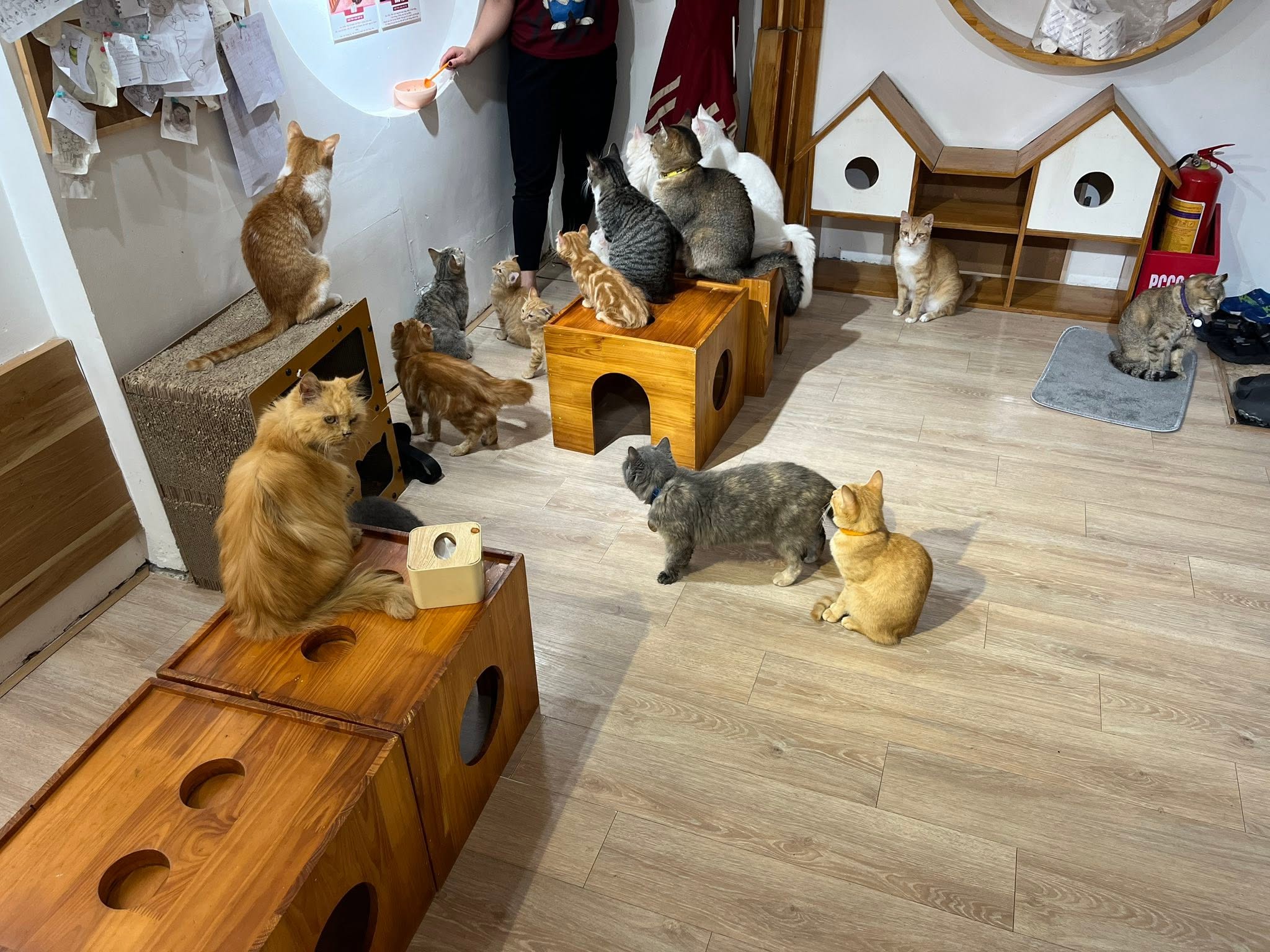 Bastet's Home mang đến cảm giác như đang ghé thăm một căn nhà nhỏ của những người thực sự yêu mèo.
