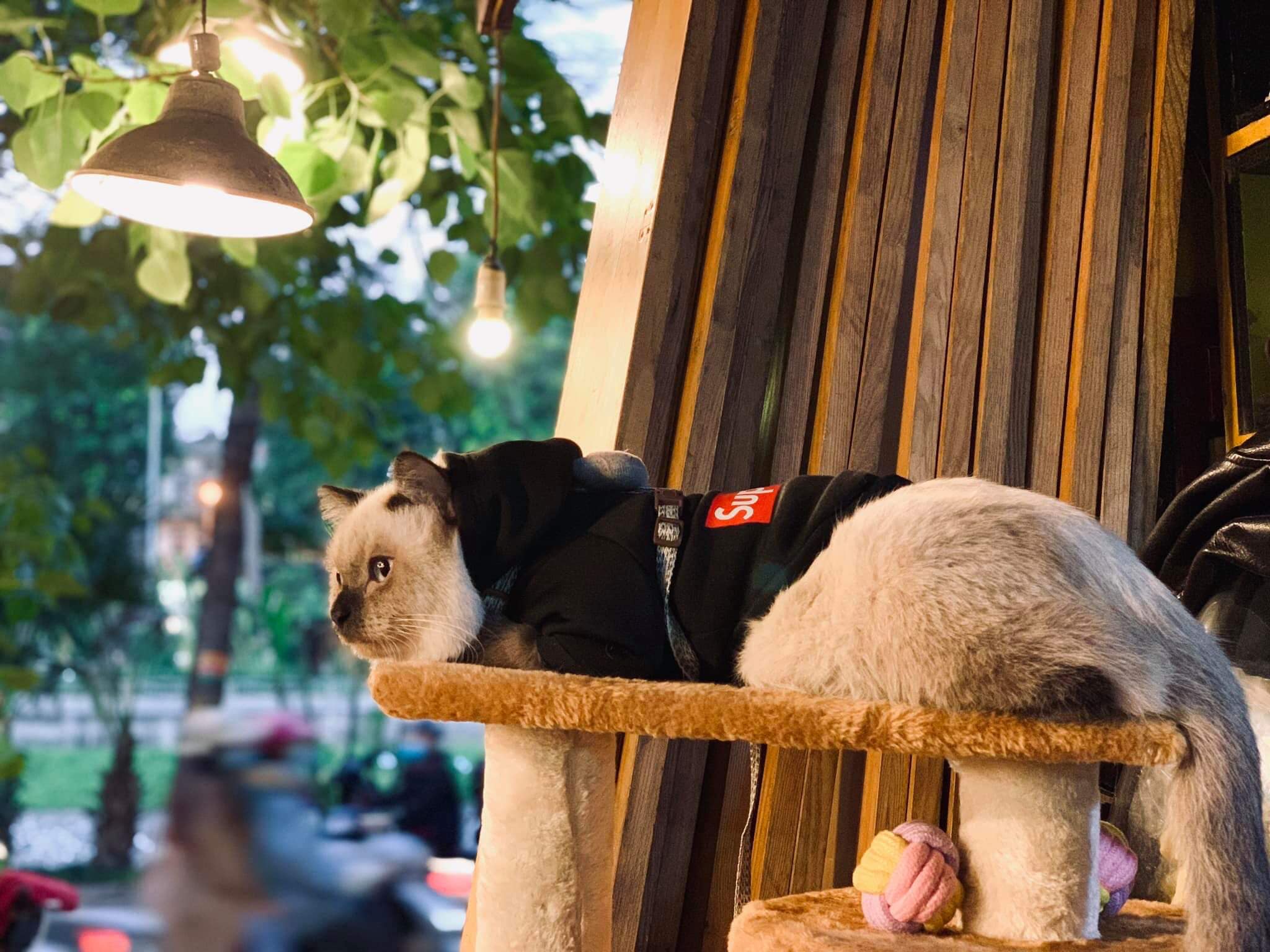 Lizzy House là một trong những quán cà phê mèo được nhiều người yêu thú cưng yêu thích nhờ không gian ấm cúng và gần gũi.