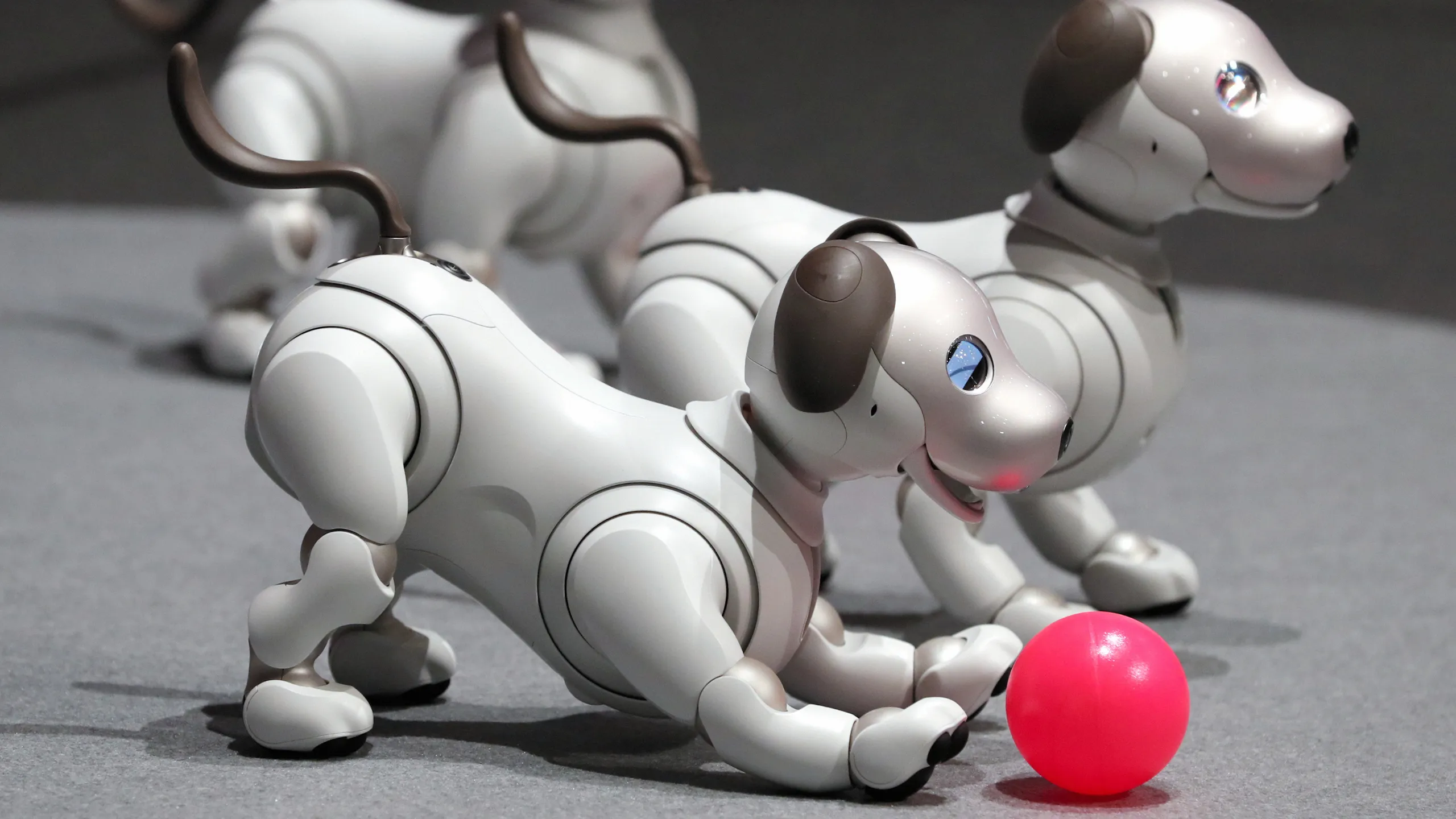 Aibo sở hữu ngoại hình nhỏ gọn với thiết kế hiện đại và những đường nét mềm mại, mang đến cảm giác gần gũi như một chú chó cưng thực thụ.
